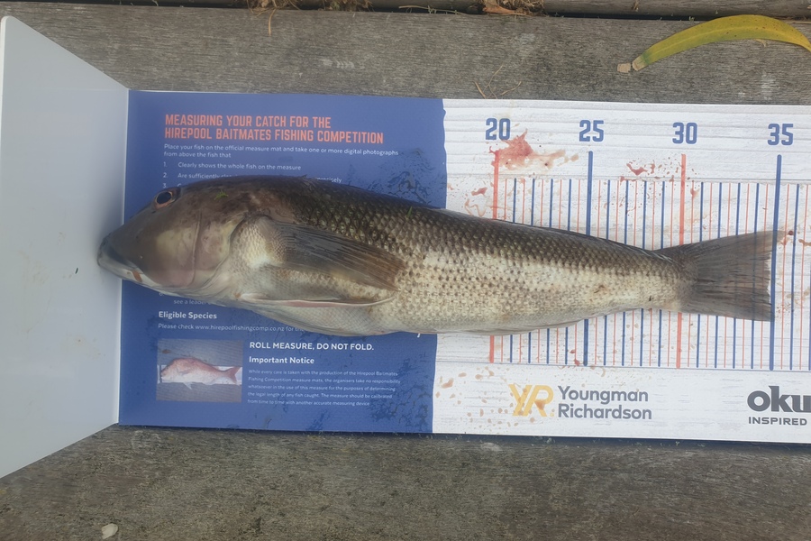 Rodney Niven caught this 34.5cm Blue Cod at Wellington  during The Hirepool Baitmates Fishing Comp