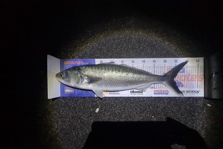 Shane Edwards caught this 54.5cm Kahawai at Manawatu during The Hirepool Baitmates Fishing Comp