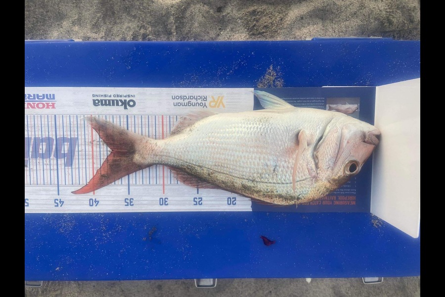 Daniel Dawson caught this 37.0cm Snapper at Tauranga  during The Hirepool Baitmates Fishing Comp