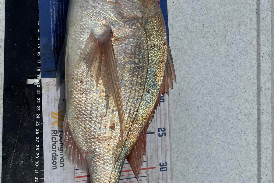 Liz Moore caught this 38.0cm Snapper at Whangaiwahine Point during The Hirepool Baitmates Fishing Comp