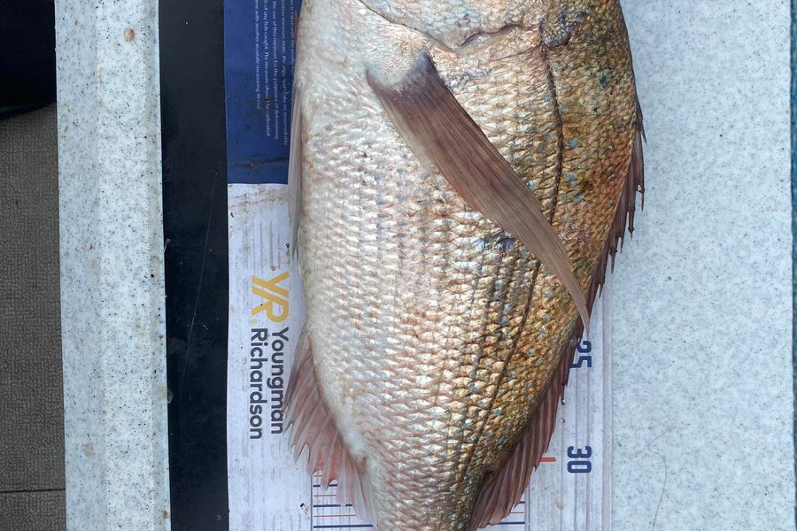 Liz Moore caught this 41.0cm Snapper at black rocks during The Hirepool Baitmates Fishing Comp