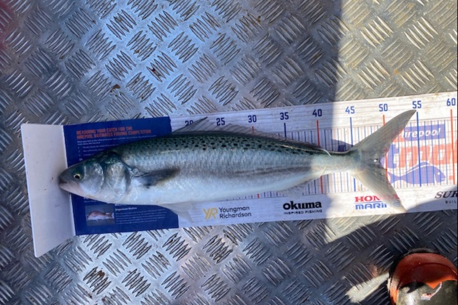 Joshua  Melchers  caught this 49.0cm Kahawai at Tauranga  during The Hirepool Baitmates Fishing Comp