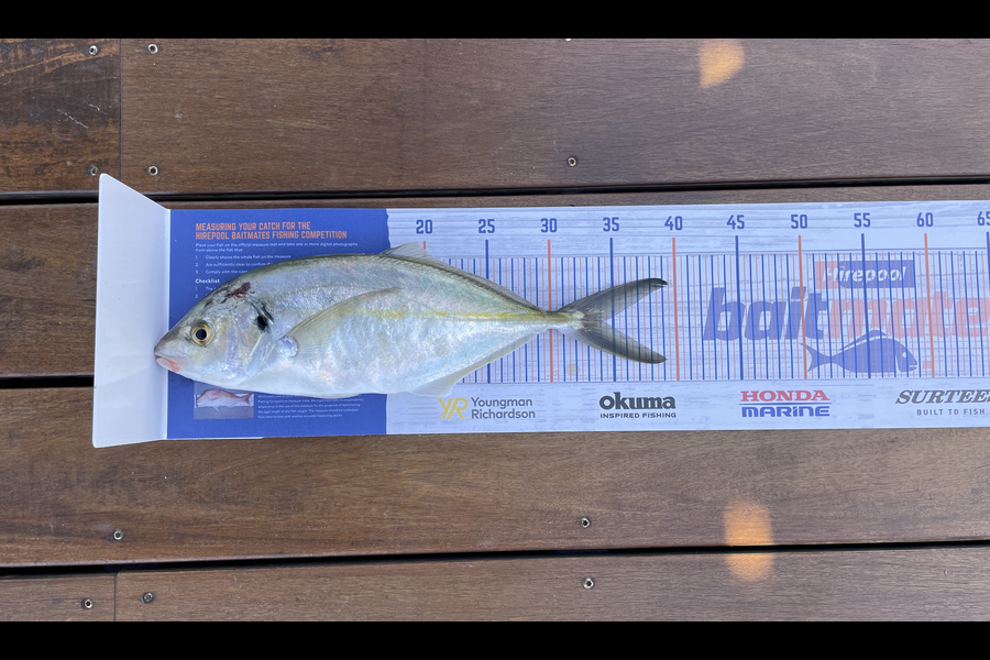 Joshua Watson caught this 34.0cm Trevally at Tauranga during The Hirepool Baitmates Fishing Comp