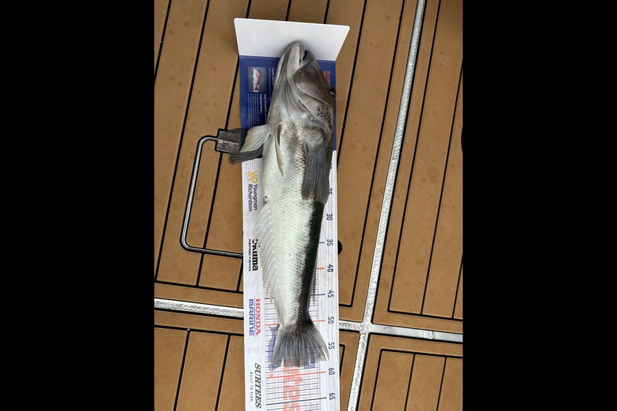 Michael Carstairs caught this 58.0cm Blue Cod at Banks Peninsula during The Hirepool Baitmates Fishing Comp