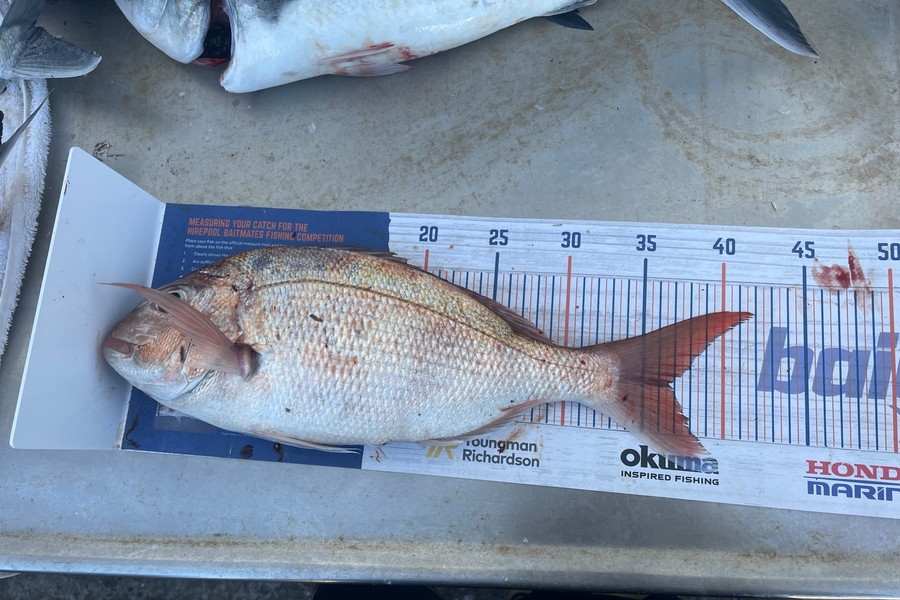 Levi Fielding caught this 36.5cm Snapper at Tauranga  during The Hirepool Baitmates Fishing Comp