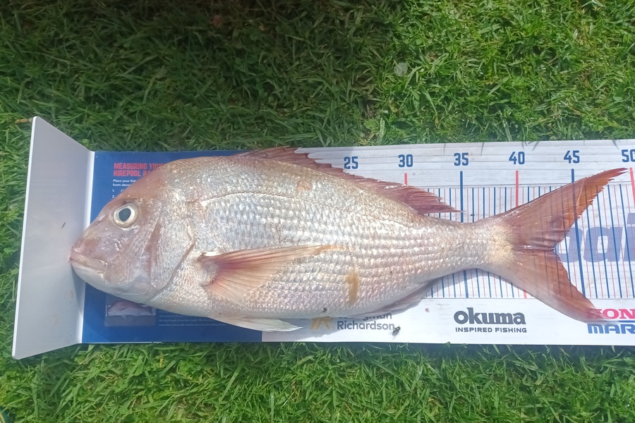 Tom Adams caught this 42.5cm Snapper at Awanui harbour during The Hirepool Baitmates Fishing Comp