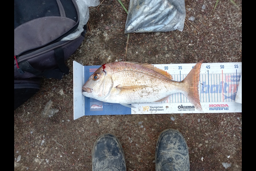 Gary Mulder caught this 41.0cm Snapper at Weti river Arkles Bay during The Hirepool Baitmates Fishing Comp