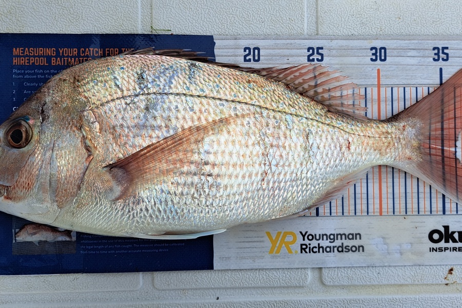 Dylan Ray caught this 36.0cm Snapper at Takaka during The Hirepool Baitmates Fishing Comp