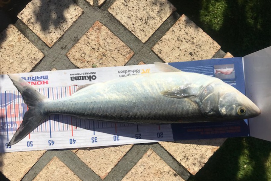 Steve Anderson caught this 49.5cm Kahawai at tauranga during The Hirepool Baitmates Fishing Comp