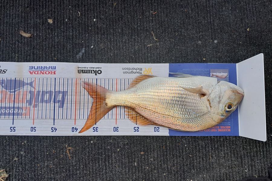 Aaron Motutere  caught this 35.6cm Snapper at Tauranga  during The Hirepool Baitmates Fishing Comp