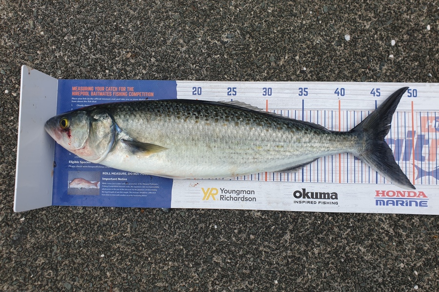 Steve Searancke caught this 46.0cm Kahawai at Whangarei heads during The Hirepool Baitmates Fishing Comp