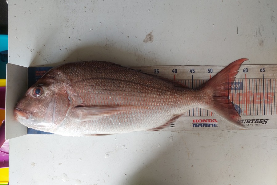 Henry Stroud caught this 55.0cm Snapper at Coromandel during The Hirepool Baitmates Fishing Comp