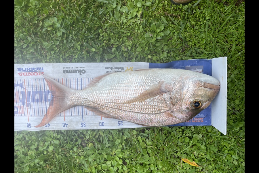 Karen Hogg caught this 42.5cm Snapper at Te mata  during The Hirepool Baitmates Fishing Comp