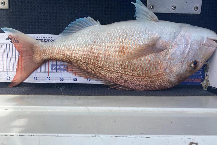 Werner OOsthuizen caught this 70.5cm Snapper at Long bay during The Hirepool Baitmates Fishing Comp