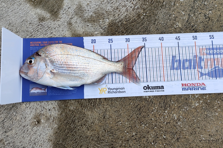Hayden Roberts caught this 31.0cm Snapper at Wairau bar, Marlborough  during The Hirepool Baitmates Fishing Comp
