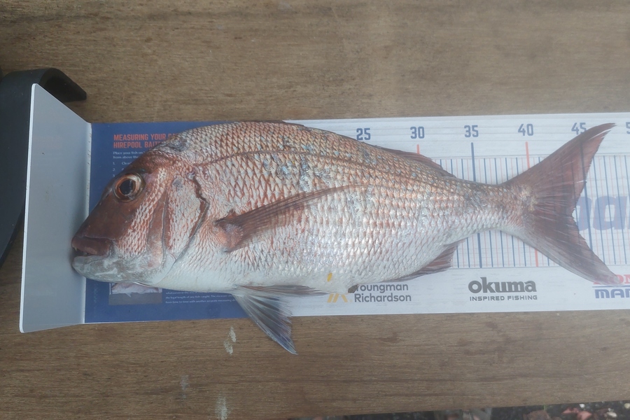 benjamin verdonk caught this 43.5cm Snapper at Matapaua during The Hirepool Baitmates Fishing Comp