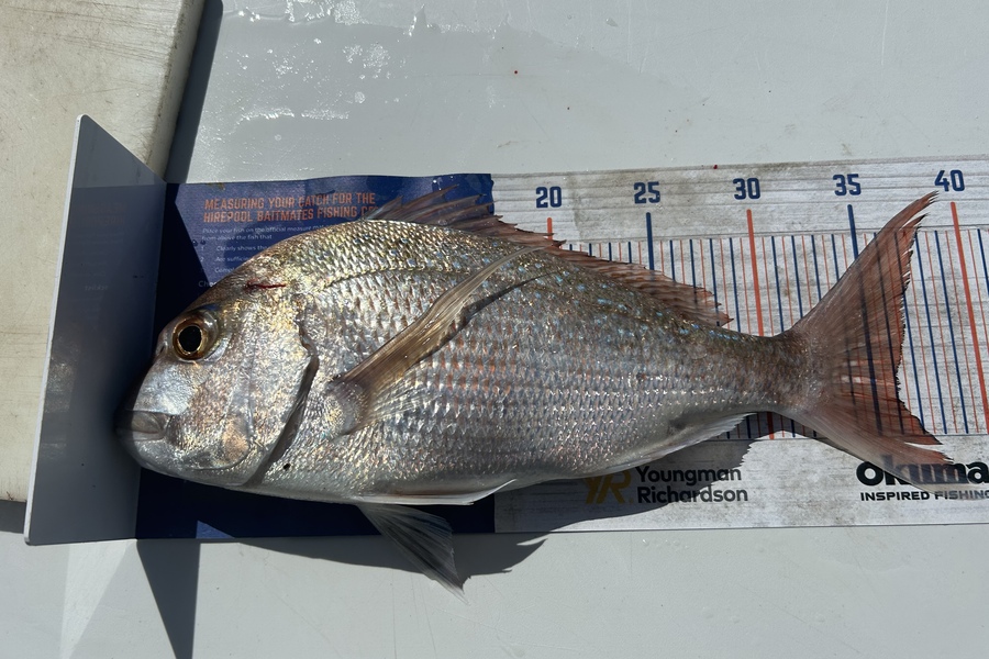 Blair Brookbanks caught this 36.0cm Snapper at Slipper Island during The Hirepool Baitmates Fishing Comp