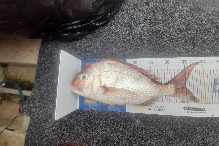 Jesse MacGregor caught this 35.0cm Snapper at Coromandel during The Hirepool Baitmates Fishing Comp