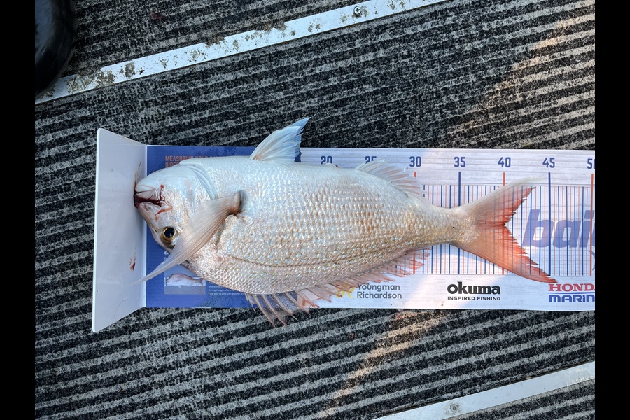 Mac Courtney caught this 40.0cm Snapper at Mount Maunganui  during The Hirepool Baitmates Fishing Comp