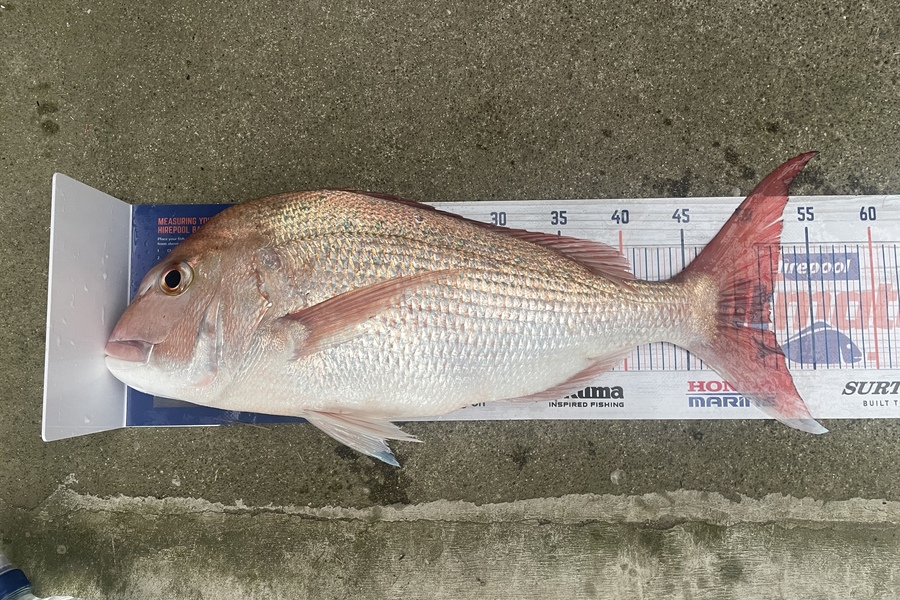 Michael Truong caught this 52.0cm Snapper at Tauranga  during The Hirepool Baitmates Fishing Comp