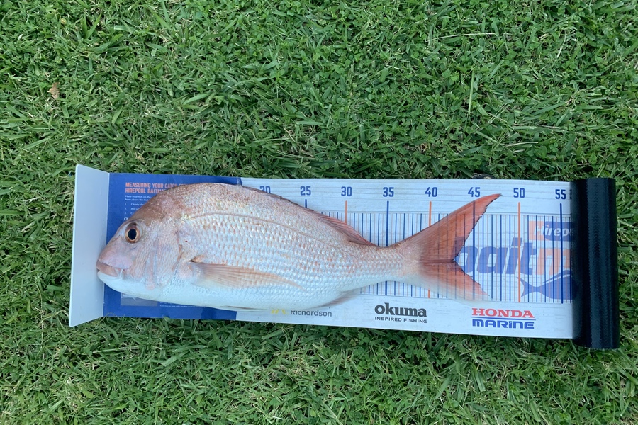 Douglas Jewson caught this 42.5cm Snapper at Rakino during The Hirepool Baitmates Fishing Comp