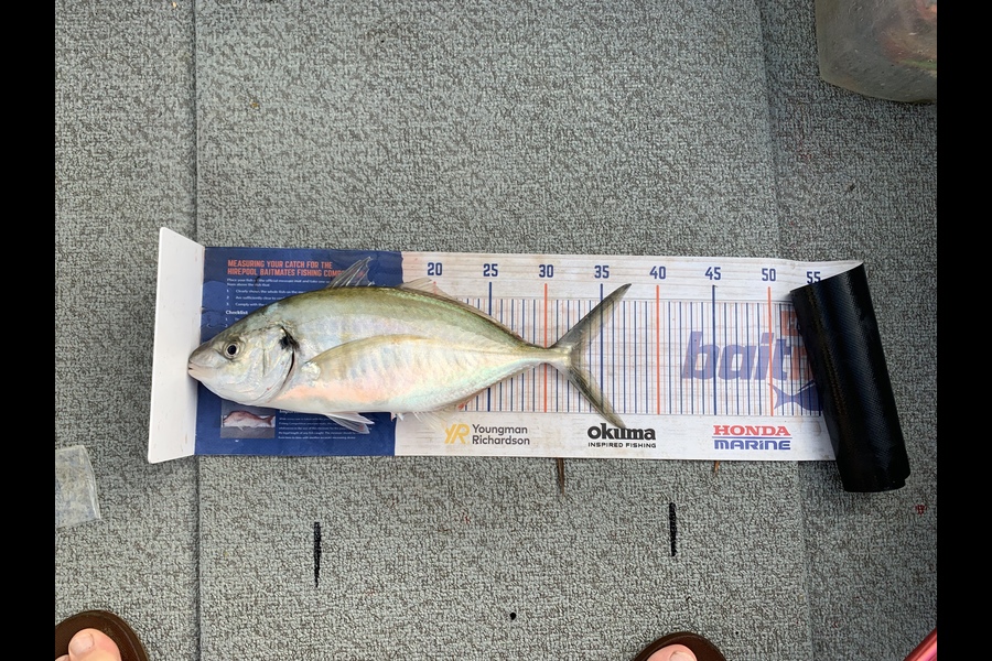 Douglas Jewson caught this 33.5cm Trevally at Rangitoto  during The Hirepool Baitmates Fishing Comp