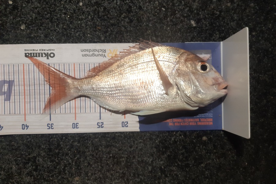 Karen Barnao caught this 34.5cm Snapper at Kerikeri inlet  during The Hirepool Baitmates Fishing Comp
