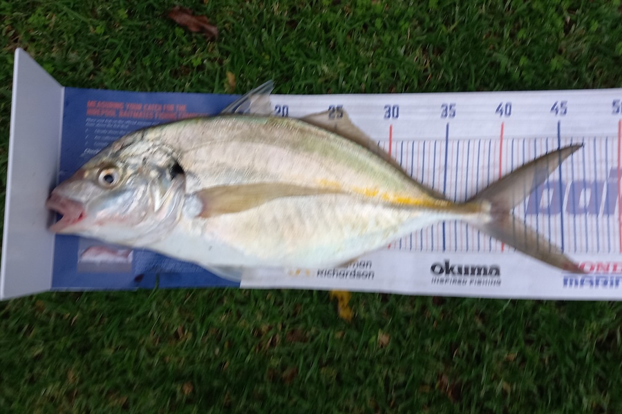Jenny Bailey caught this 40.5cm Trevally at Kawhia  during The Hirepool Baitmates Fishing Comp