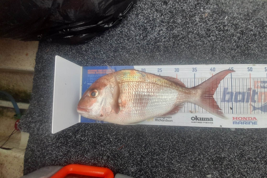 Jesse MacGregor caught this 40.0cm Snapper at Coromandel during The Hirepool Baitmates Fishing Comp