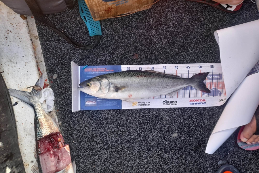 Jesse MacGregor caught this 51.0cm Kahawai at Coromandel during The Hirepool Baitmates Fishing Comp