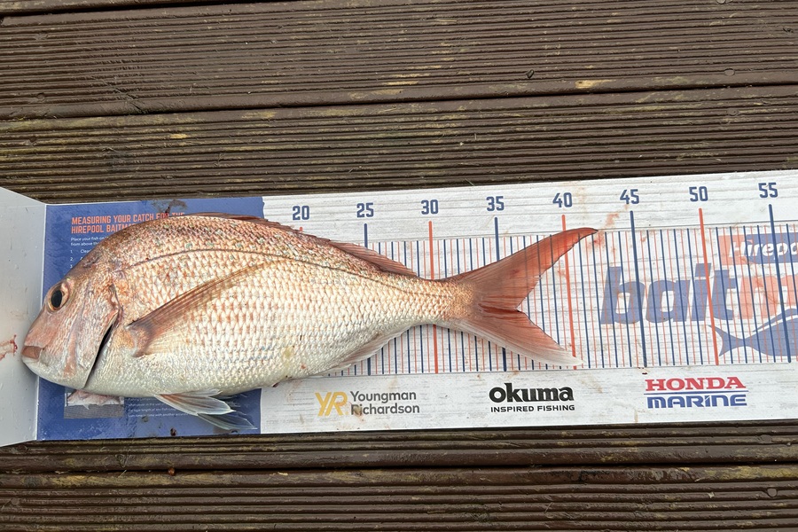 Simeon Hansen caught this 36.0cm Snapper at Opotiki during The Hirepool Baitmates Fishing Comp