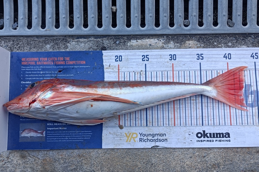Chris La Franchie caught this 42.5cm Gurnard at Kawhia harbour during The Hirepool Baitmates Fishing Comp