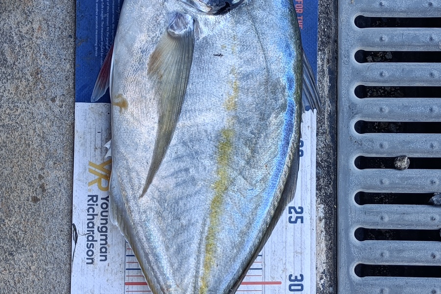 Chris La Franchie caught this 39.0cm Trevally at Kawhia harbour during The Hirepool Baitmates Fishing Comp