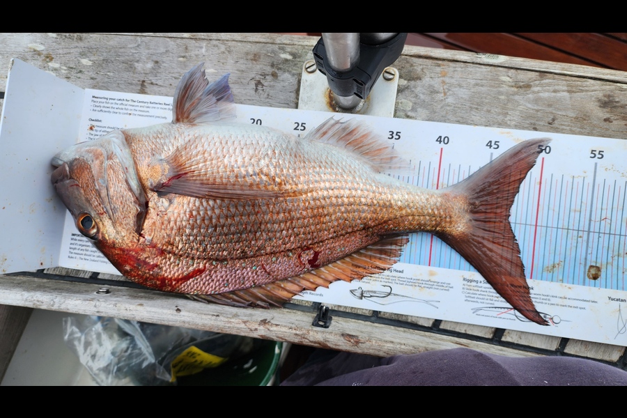 Calvin Prier caught this 47.5cm Snapper at Mayor Island during The Hirepool Baitmates Fishing Comp