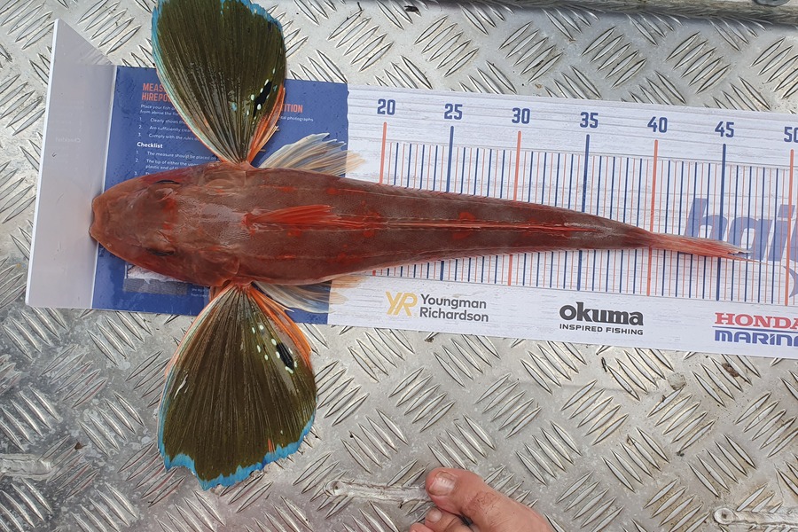 Joshua Mccomb caught this 45.5cm Gurnard at Kaipara harbour  during The Hirepool Baitmates Fishing Comp