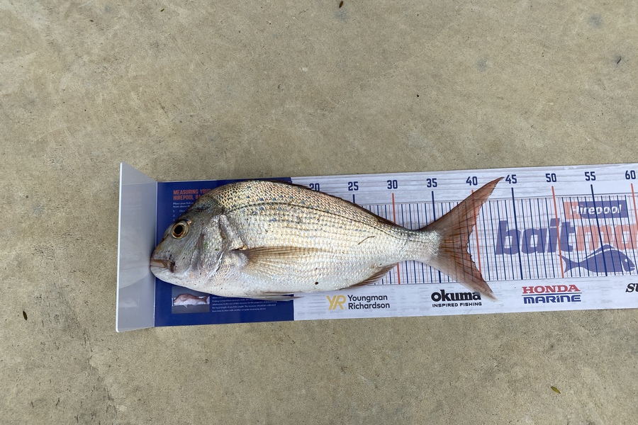 Kabain Griffin caught this 38.5cm Snapper at Pataua north  during The Hirepool Baitmates Fishing Comp
