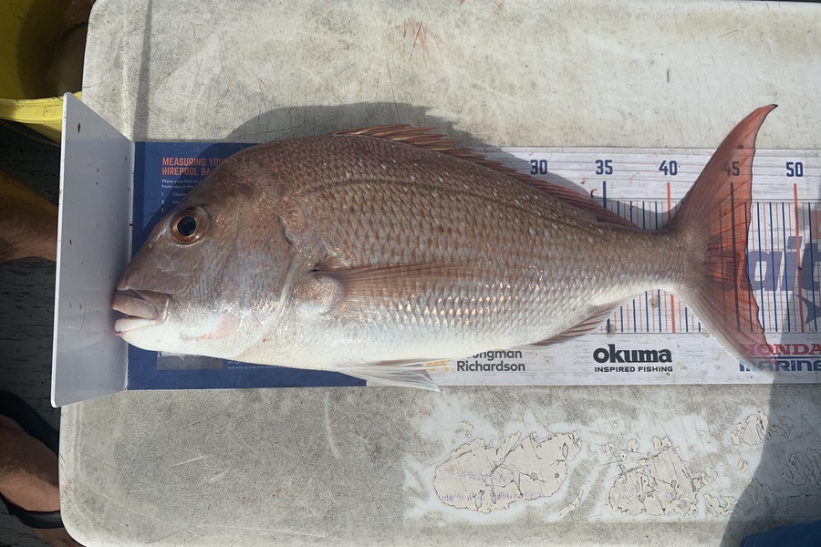 Luke Elmes caught this 46.0cm Snapper at Beachlands  during The Hirepool Baitmates Fishing Comp