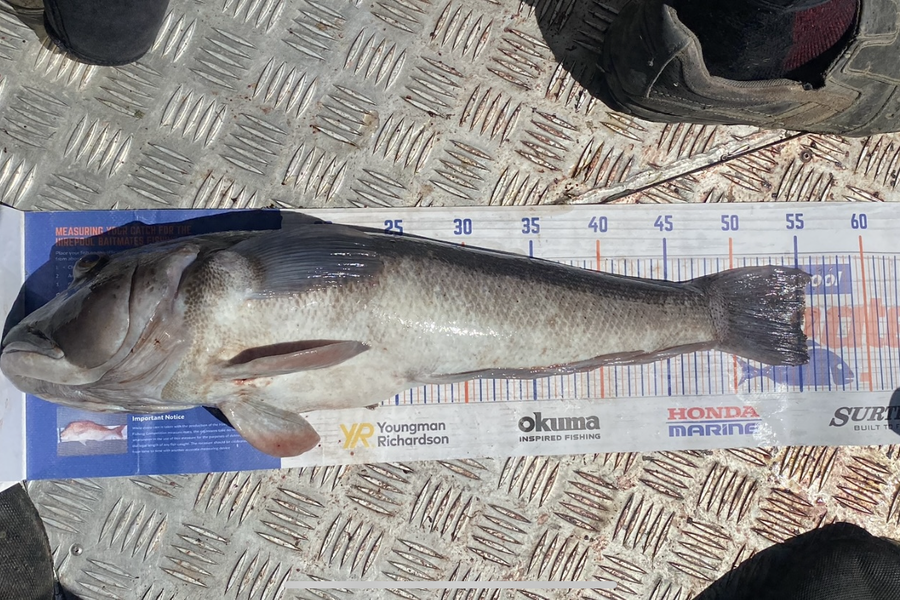 Blake Dassen caught this 55.0cm Blue Cod at West Coast  during The Hirepool Baitmates Fishing Comp