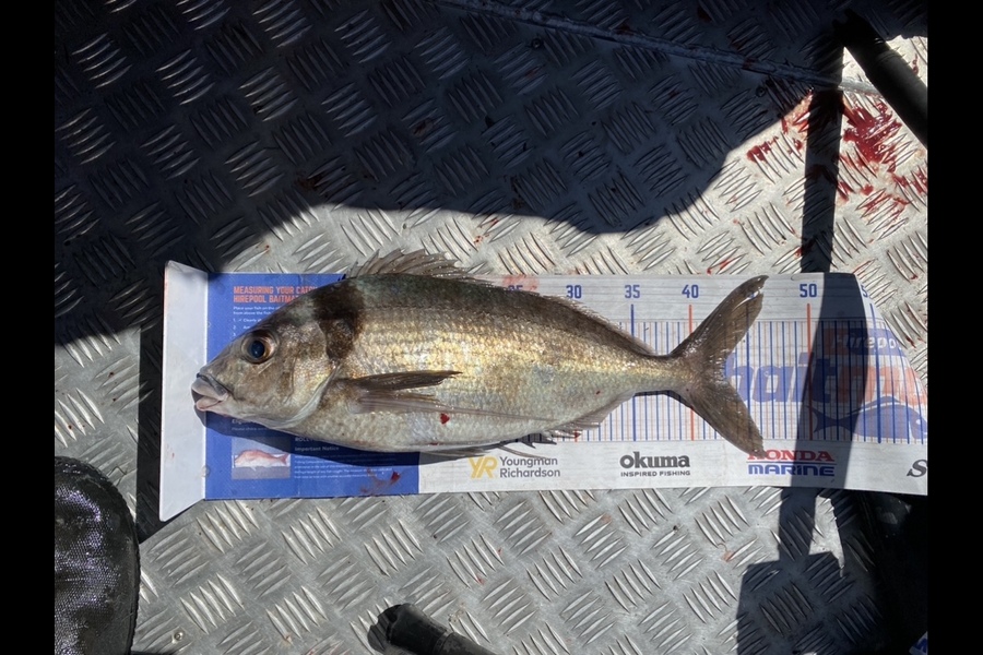 Blake Dassen caught this 42.5cm Tarakihi at West Coast  during The Hirepool Baitmates Fishing Comp