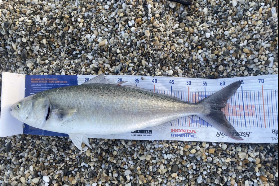Blake Dassen caught this 59.0cm Kahawai at Otago during The Hirepool Baitmates Fishing Comp