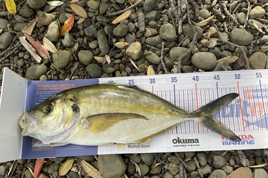Shane Wills caught this 43.0cm Trevally at East cape during The Hirepool Baitmates Fishing Comp