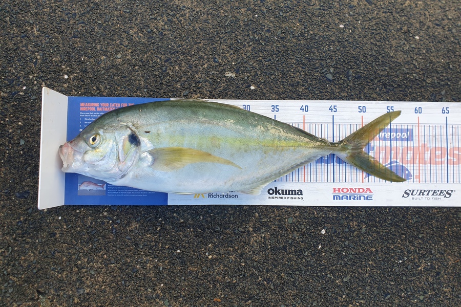 Steve Searancke caught this 50.0cm Trevally at Whangarei heads during The Hirepool Baitmates Fishing Comp
