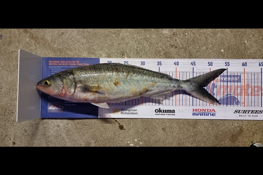 Levi Mcphee caught this 48.0cm Kahawai at Tauranga during The Hirepool Baitmates Fishing Comp
