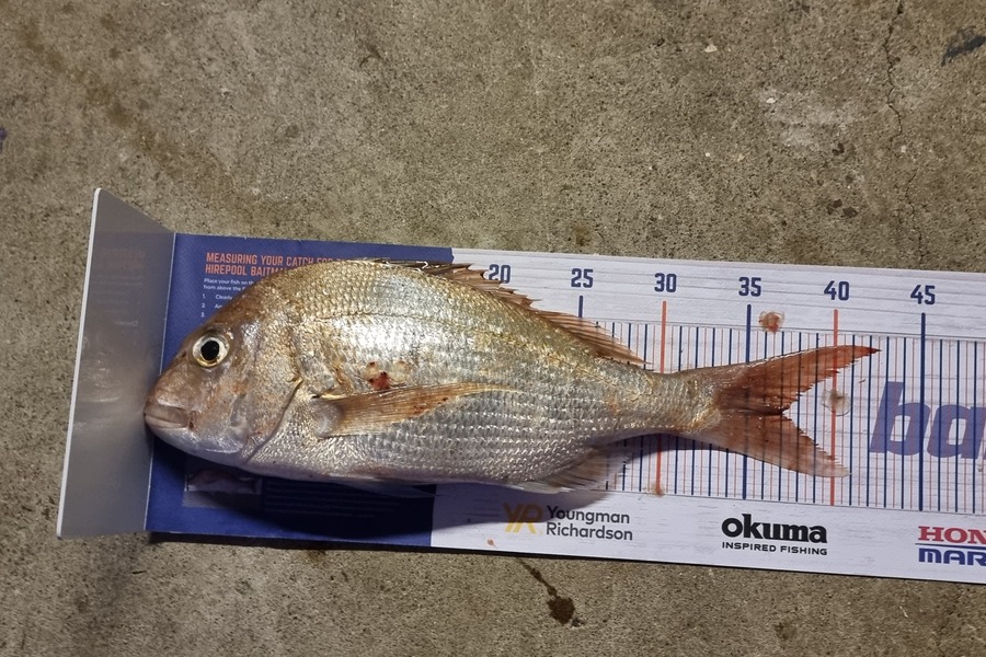 Levi Mcphee caught this 37.0cm Snapper at Tauranga during The Hirepool Baitmates Fishing Comp