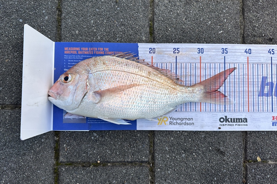 Mason Gestro caught this 32cm Snapper at Kapiti during The Hirepool Baitmates Fishing Comp
