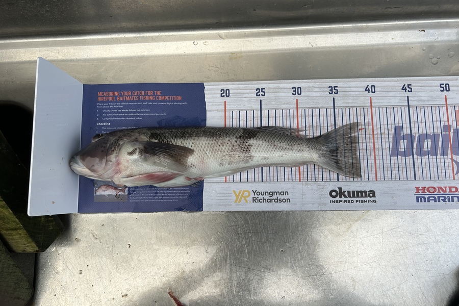 blair stewart caught this 37.5cm Blue Cod at Marlborough sounds during The Hirepool Baitmates Fishing Comp