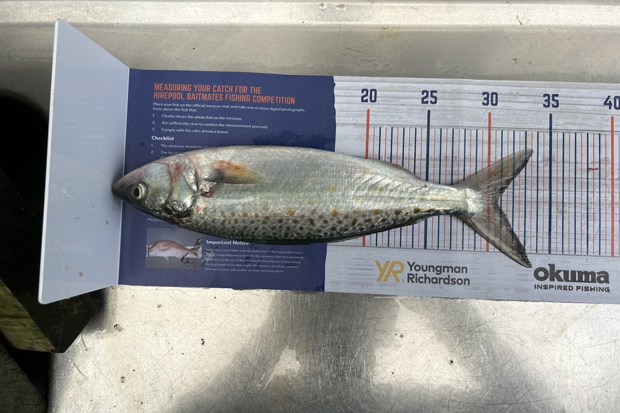 blair stewart caught this 30.5cm Kahawai at Marlborough sounds  during The Hirepool Baitmates Fishing Comp