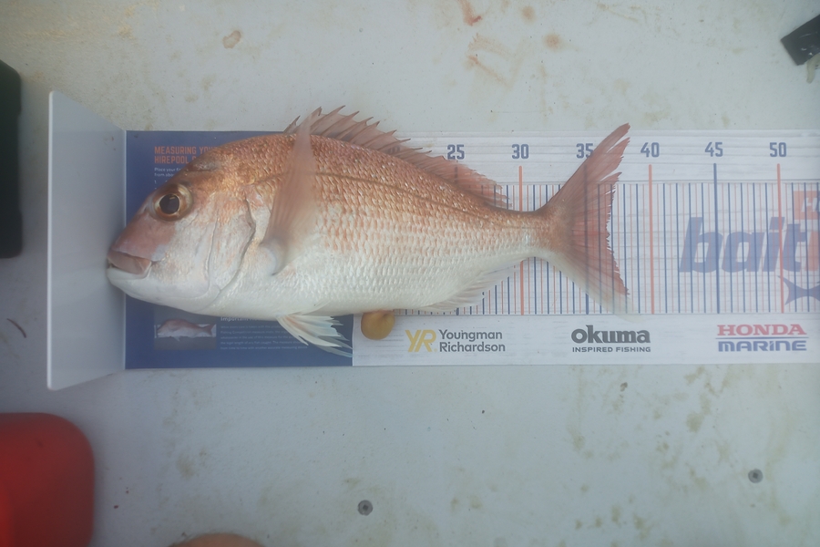 Vladimir Poletaev caught this 36.5cm Snapper at Hauraki gulf  during The Hirepool Baitmates Fishing Comp