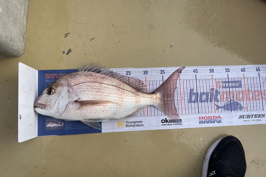 Lee Paetai caught this 37.5cm Snapper at Firth of Thames  during The Hirepool Baitmates Fishing Comp