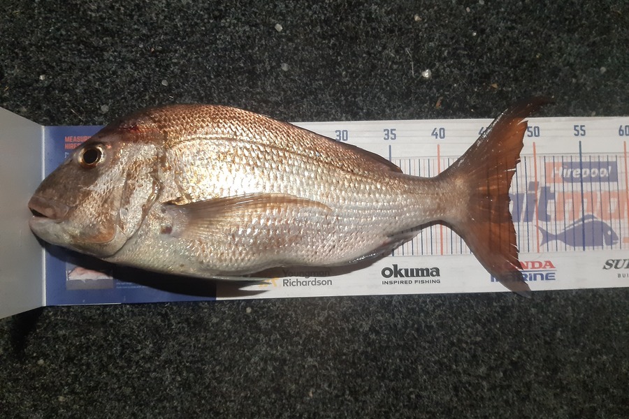 Karen Barnao caught this 47.0cm Snapper at Kerikeri inlet  during The Hirepool Baitmates Fishing Comp